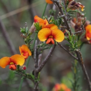 Dillwynia sericea at Canberra Central, ACT - 6 Nov 2014