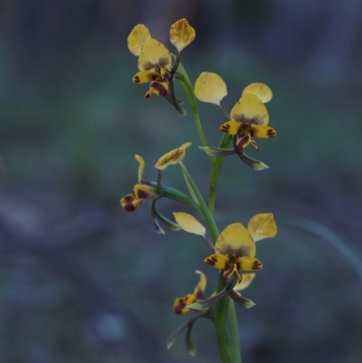 Diuris pardina (Leopard Doubletail) at Molonglo Valley, ACT - 11 Oct 2014 by KenT