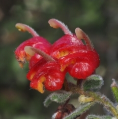 Grevillea alpina (Mountain Grevillea / Cat's Claws Grevillea) at Canberra Central, ACT - 16 Oct 2014 by KenT