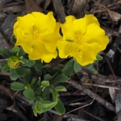 Hibbertia obtusifolia (Grey Guinea-flower) at Acton, ACT - 25 Oct 2014 by KenT