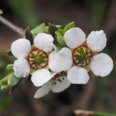 Gaudium multicaule (Teatree) at Canberra Central, ACT - 18 Oct 2014 by KenT