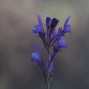 Linaria pelisseriana at Canberra Central, ACT - 12 Oct 2014 07:30 AM