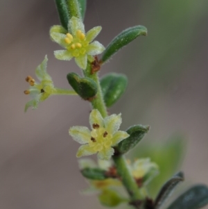 Phyllanthus occidentalis at Point 5058 - 18 Oct 2014