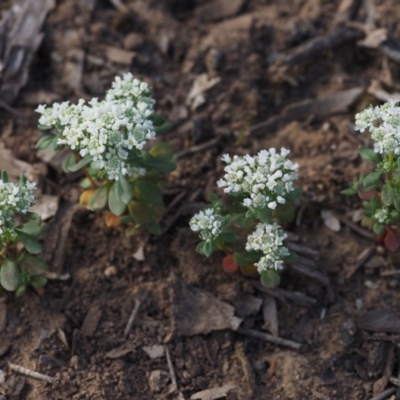 Poranthera microphylla (Small Poranthera) at Canberra Central, ACT - 11 Oct 2014 by KenT