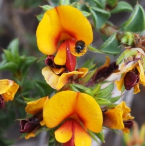 Pultenaea procumbens at Canberra Central, ACT - 6 Nov 2014 08:48 AM