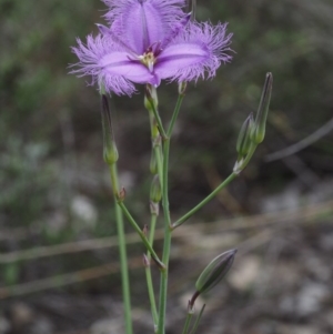 Thysanotus tuberosus subsp. tuberosus at Canberra Central, ACT - 6 Nov 2014 07:00 AM