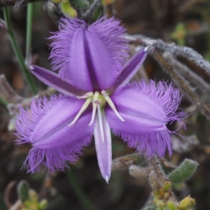 Thysanotus tuberosus subsp. tuberosus at Canberra Central, ACT - 6 Nov 2014