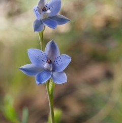 Thelymitra juncifolia (Dotted Sun Orchid) at Acton, ACT - 26 Oct 2014 by KenT