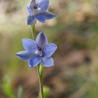 Thelymitra juncifolia (Dotted Sun Orchid) at Acton, ACT - 25 Oct 2014 by KenT