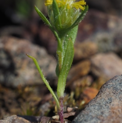 Triptilodiscus pygmaeus (Annual Daisy) at Canberra Central, ACT - 16 Oct 2014 by KenT