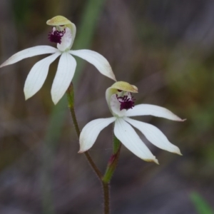 Caladenia cucullata at Acton, ACT - suppressed