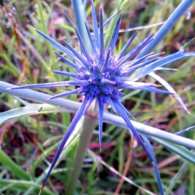 Eryngium ovinum (Blue Devil) at Dunlop, ACT - 4 Dec 2013 by NathanaelC