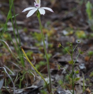 Caladenia moschata at Acton, ACT - suppressed