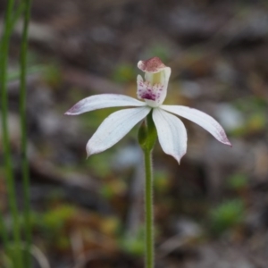 Caladenia moschata at Acton, ACT - suppressed