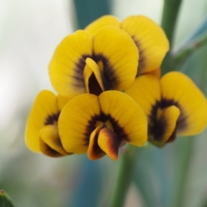 Daviesia mimosoides subsp. mimosoides at Acton, ACT - 26 Oct 2014 06:54 AM