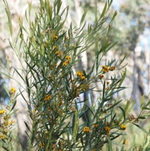 Daviesia mimosoides subsp. mimosoides at Acton, ACT - 26 Oct 2014 06:54 AM