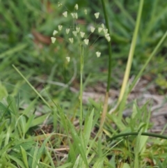 Briza minor (Shivery Grass) at Cotter River, ACT - 28 Oct 2014 by KenT