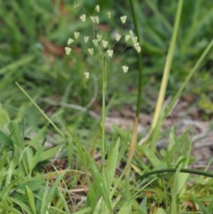 Briza minor at Cotter River, ACT - 29 Oct 2014