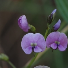 Glycine clandestina (Twining Glycine) at Lower Cotter Catchment - 28 Oct 2014 by KenT