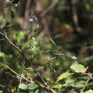 Glycine clandestina at Cotter River, ACT - 29 Oct 2014 09:17 AM