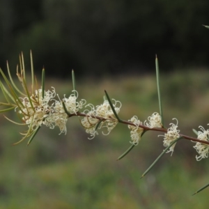 Hakea microcarpa at Cotter River, ACT - 4 Nov 2014 07:32 AM