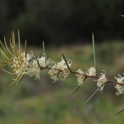 Hakea microcarpa (Small-fruit Hakea) at Lower Cotter Catchment - 3 Nov 2014 by KenT