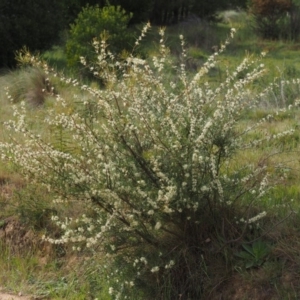 Hakea microcarpa at Cotter River, ACT - 4 Nov 2014 07:32 AM