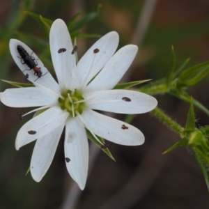 Stellaria pungens at Cotter River, ACT - 29 Oct 2014 09:43 AM