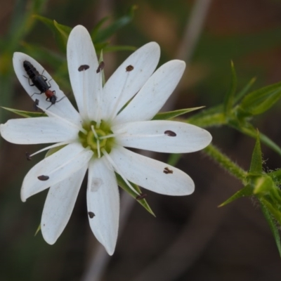 Stellaria pungens (Prickly Starwort) at Cotter River, ACT - 28 Oct 2014 by KenT