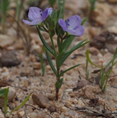 Veronica gracilis (Slender Speedwell) at Cotter River, ACT - 3 Nov 2014 by KenT