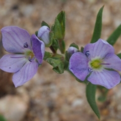 Veronica gracilis at Cotter River, ACT - 4 Nov 2014