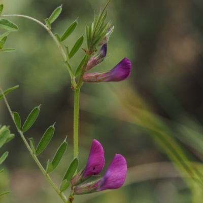 Vicia sativa subsp. nigra (Narrow-leaved Vetch) at Lower Cotter Catchment - 28 Oct 2014 by KenT