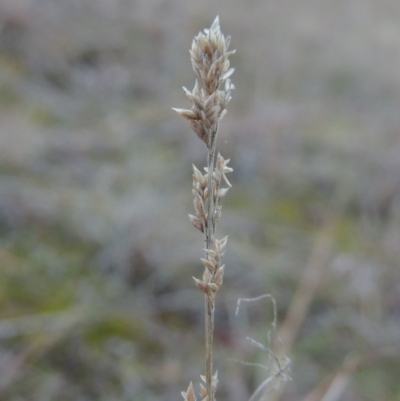 Eragrostis elongata (Clustered Lovegrass) at Gordon, ACT - 26 Jul 2015 by MichaelBedingfield