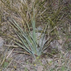 Dianella sp. aff. longifolia (Benambra) (Pale Flax Lily, Blue Flax Lily) at Gordon, ACT - 26 Jul 2015 by michaelb