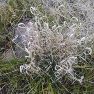 Panicum effusum at Gordon, ACT - 26 Jul 2015