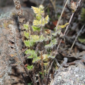 Cheilanthes distans at Gordon, ACT - 26 Jul 2015 06:39 PM