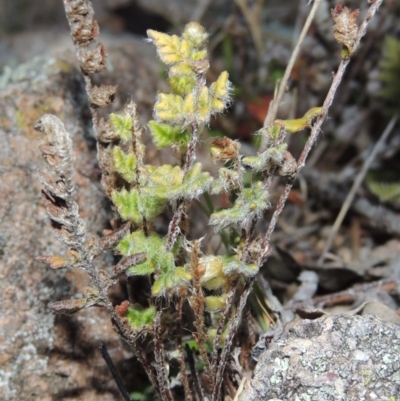 Cheilanthes distans (Bristly Cloak Fern) at Gordon, ACT - 26 Jul 2015 by michaelb