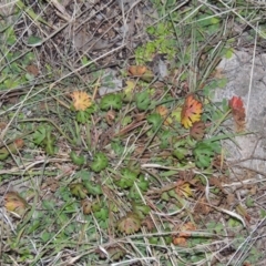 Geranium solanderi (Native Geranium) at Gordon, ACT - 26 Jul 2015 by MichaelBedingfield