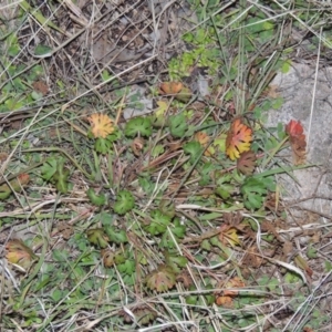 Geranium solanderi at Gordon, ACT - 26 Jul 2015 06:42 PM