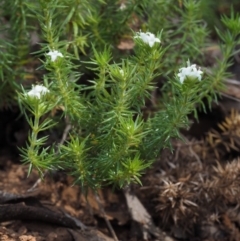 Asperula scoparia (Prickly Woodruff) at Lower Cotter Catchment - 3 Nov 2014 by KenT