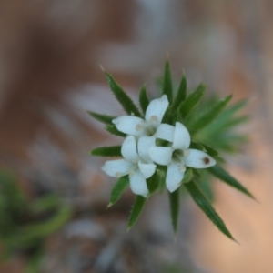 Asperula scoparia at Cotter River, ACT - 4 Nov 2014