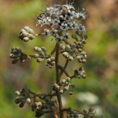 Astrotricha ledifolia (Common Star-hair) at Lower Cotter Catchment - 3 Nov 2014 by KenT