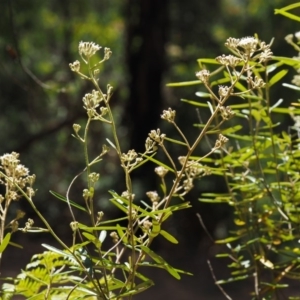 Astrotricha ledifolia at Cotter River, ACT - 4 Nov 2014 10:17 AM