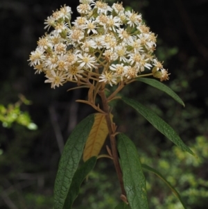 Olearia lirata at Cotter River, ACT - 29 Oct 2014