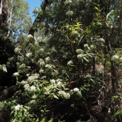 Olearia lirata at Cotter River, ACT - 29 Oct 2014