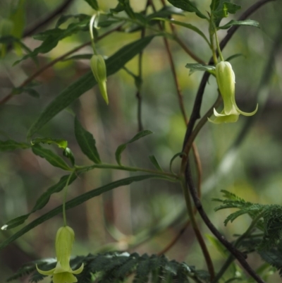 Billardiera mutabilis (Climbing Apple Berry, Apple Berry, Snot Berry, Apple Dumblings, Changeable Flowered Billardiera) at Cotter River, ACT - 4 Nov 2014 by KenT