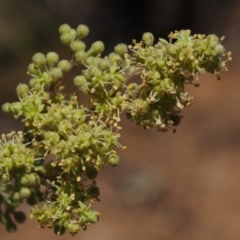 Pomaderris aspera at Cotter River, ACT - 29 Oct 2014 11:04 AM