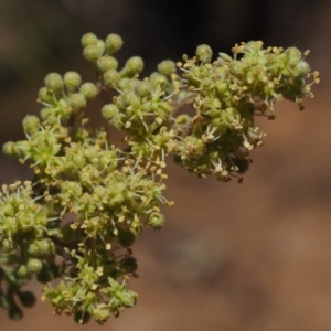 Pomaderris aspera at Cotter River, ACT - 29 Oct 2014 11:04 AM