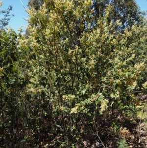 Pomaderris aspera at Cotter River, ACT - 29 Oct 2014