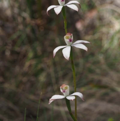Caladenia moschata (Musky Caps) at Paddys River, ACT - 12 Nov 2014 by KenT